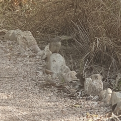 Argya striata