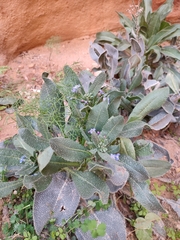 Anchusa