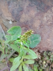 Gamochaeta americana