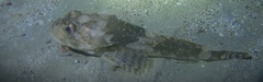 Myoxocephalus octodecemspinosus