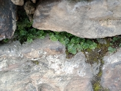 Marchantia polymorpha