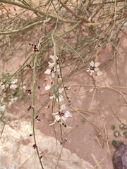 Retama raetam
