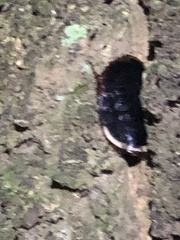Opisthoplatia orientalis