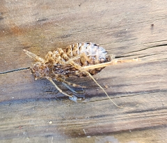 Didymops floridensis