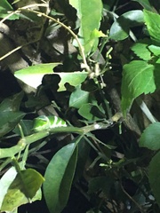 Papilio memnon heronus