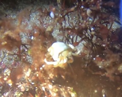 Pagurus acadianus