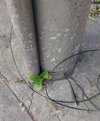 Kalanchoe densiflora