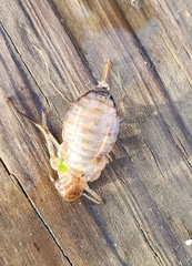 Didymops floridensis