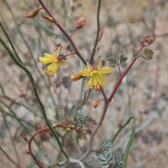 Hoffmannseggia intricata