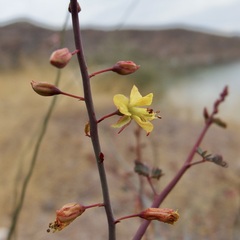 Hoffmannseggia intricata