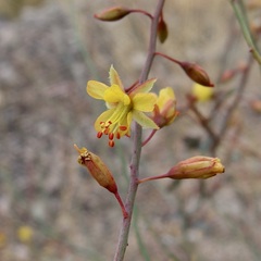 Hoffmannseggia intricata