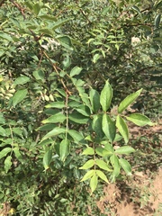 Zanthoxylum bungeanum