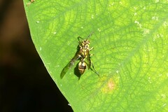 Ropalidia ornaticeps