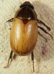 Cyclocephala melanocephala