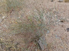 Hoffmannseggia intricata