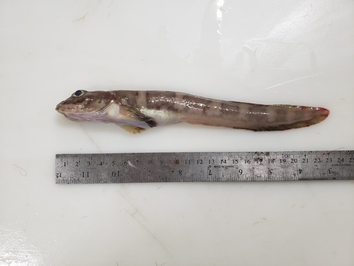 Pale Eelpout