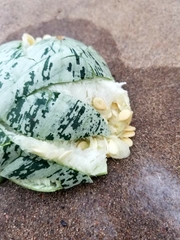 Cucurbita foetidissima