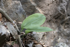 Eucrosia eucrosioides