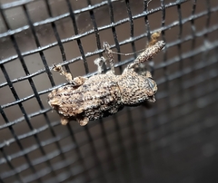 Orthorhinus