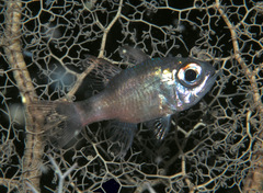 Nectamia bandanensis