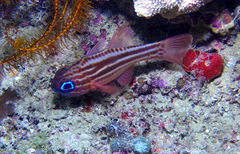 Ostorhinchus compressus