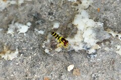 Ischiodon scutellaris