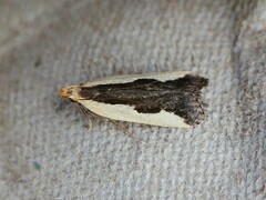 Dichomeris inserrata