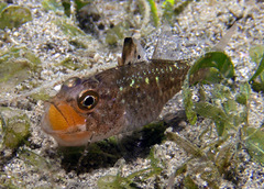 Ostorhinchus hoevenii