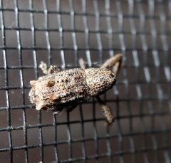 Orthorhinus