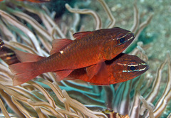 Moluccan Cardinalfish photo 3