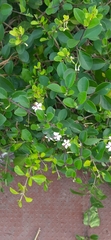 Ajugoideae