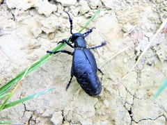 Meloe proscarabaeus