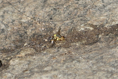 Bactrocera dorsalis