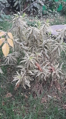 Dracaena
