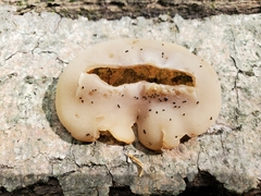 Peziza varia