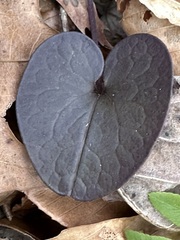 Hexastylis virginica