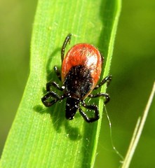 Ixodes ricinus