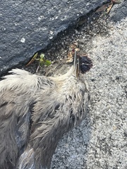 Mimus polyglottos
