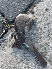 Mimus polyglottos