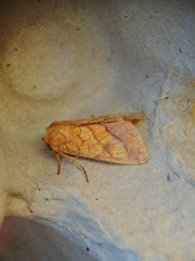 Pyrrhia exprimens