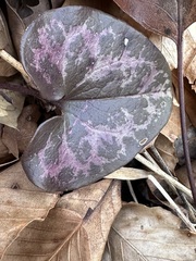 Hexastylis virginica