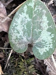 Hexastylis virginica