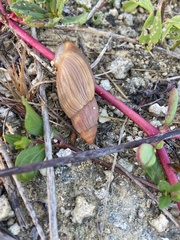 Euglandina rosea