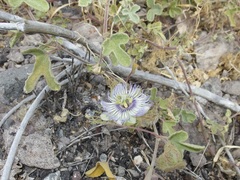 Passiflora arida
