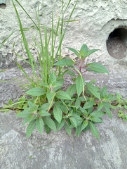 Fuchsia boliviana