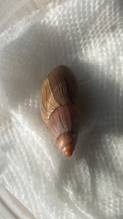 Euglandina rosea