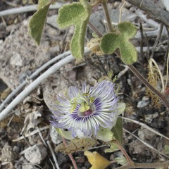 Passiflora arida