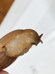 Euglandina rosea