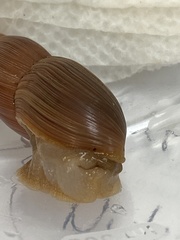 Euglandina rosea