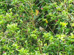 Xanthotis macleayanus